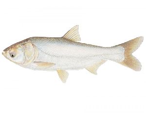 Fresh Silver Carp Fish