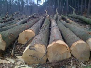 Grade A White Oak Logs