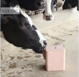 Compressed Cattle Lick