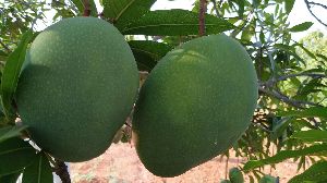 Himampasand mango
