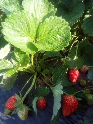 Camarosa Strawberry Plants