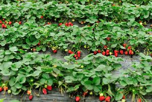 Organic Strawberry Plants