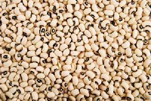 indian pulses