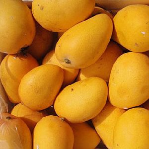 Rasalu Mango