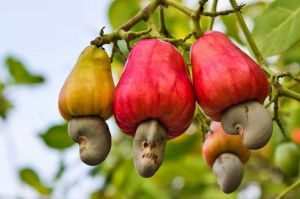 Fresh Cashew Apple