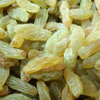 Indian Raisins