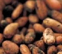 Cocoa Seeds Cocoa Seeds