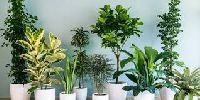 indoor plants