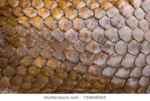 Pangoline Scales Pangoline Scales