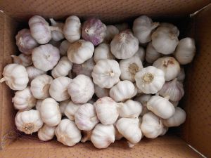 5.0cm Purple Skin Garlic