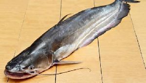 bowal fish