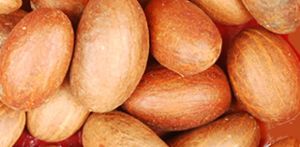 High Quality Bitter Kola / Garcinia Nut