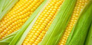 maize