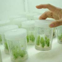 Agar Agar Plant Tissue Culture Grade