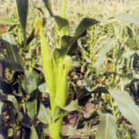 Maize Seeds