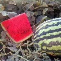 Watermelon Seeds