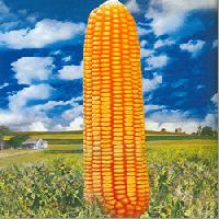 hybrid maize seed