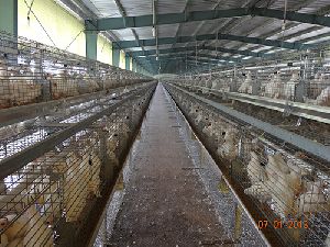 Special Rearing Grower Cages