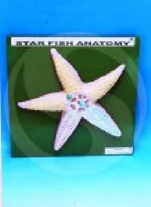 Starfish anatomy model