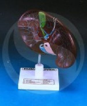 Human Liver With Gall Bladder anatomy model