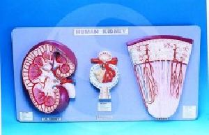 Kidney Section, Nephrons, Blood Vessels And Renal Corpuscle