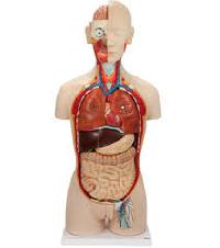 Human Anatomy Models