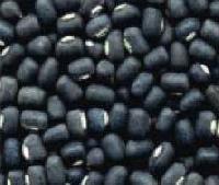 Black Matpe Beans