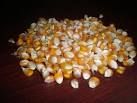 Indian Yellow Corn