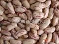 New Crop Light Speckled Kidney Bean