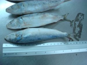 Frozen Mackerel Fish