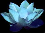 Pink, White & Blue Lotus Absolute