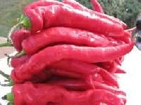 Long Red Pepper