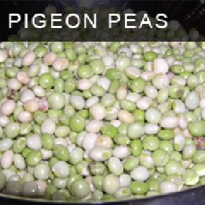 Pigeon Peas