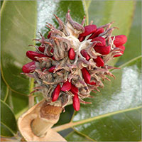 Magnolia Seeds Oil