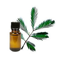 Mimosa Absolute Oil