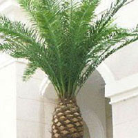 Camouflage Date Palm Tree