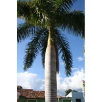 Frp Palm Tree