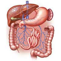 Digestive System Medicine