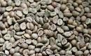 robusta coffee beans