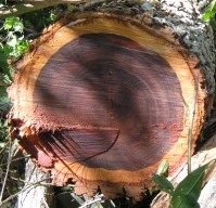 Cocobolo Logs and Sawn Timber For Sale