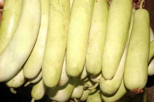 fresh bottle gourd