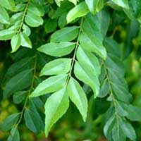Organic Curry Leaves (Organic Sweet Neem Leaves)