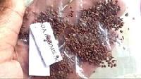 Henna Seeds (Lawsonia Inermis)