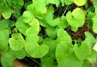 Organic Mandukaparni Leaves (Organic Centella Asiatica)