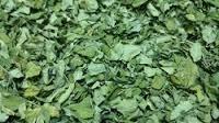 Organic Moringa Leaves (Organic Moringa Oleifera Leaves)
