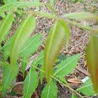 Organic Neem Leaves (Organic Azadirachta Indica Leaves)