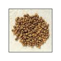 Nirmali Seeds (Strychnos Potatorum)