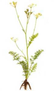 Carum Carvi Plant