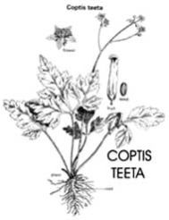 Coptis Teeta