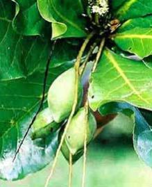 Terminalia Bellirica Plant